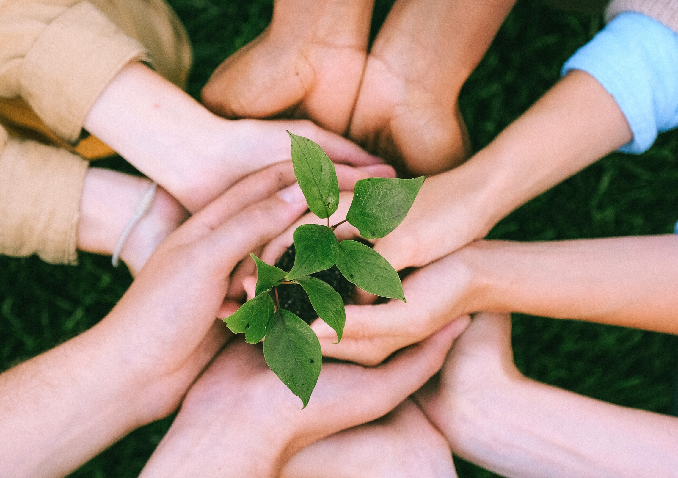 Hands of five people holding plant